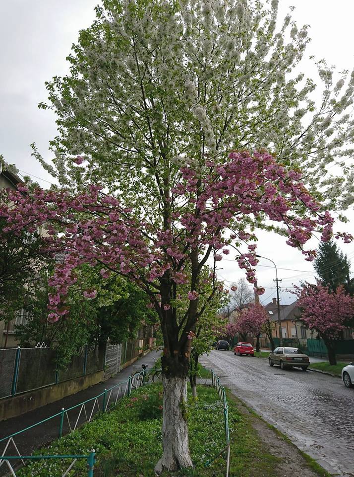 Весна в Закарпатье